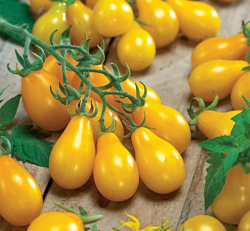 Pineapple Tomato sorter1.jpg